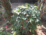 IMG_9994.JPG
