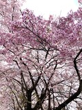 sakura.jpg